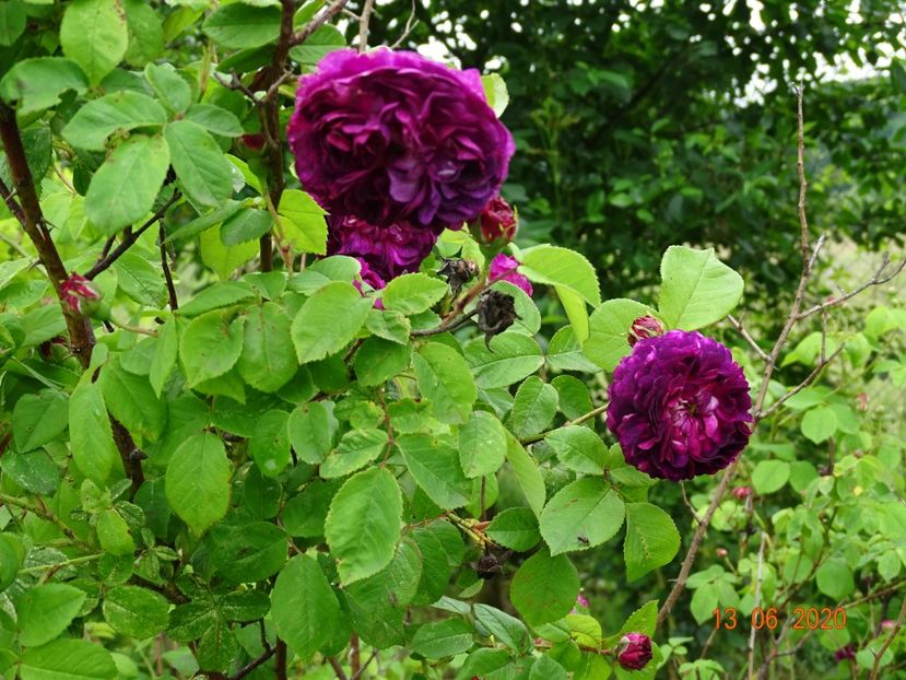 Orpheline de Juillet - Trandafiri 1