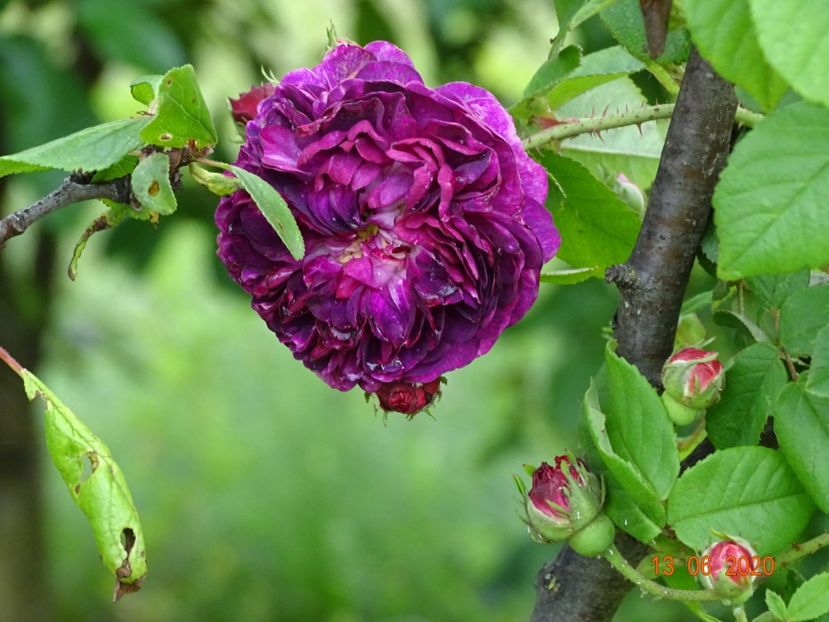 Orpheline de Juillet - Trandafiri 1