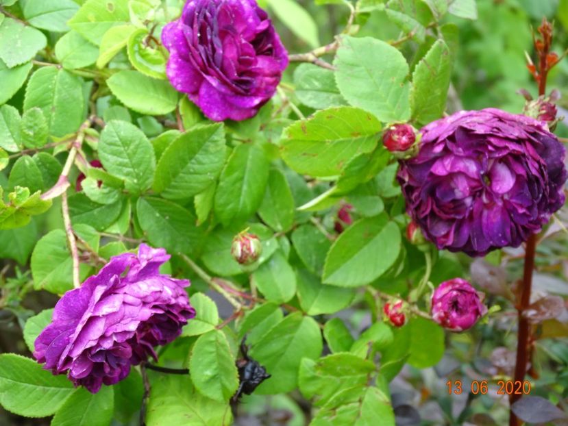 Orpheline de Juillet - Trandafiri 1