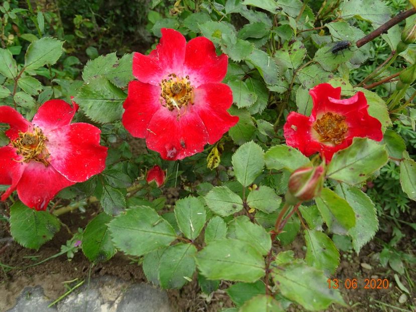 Eyepaint - Trandafiri 1