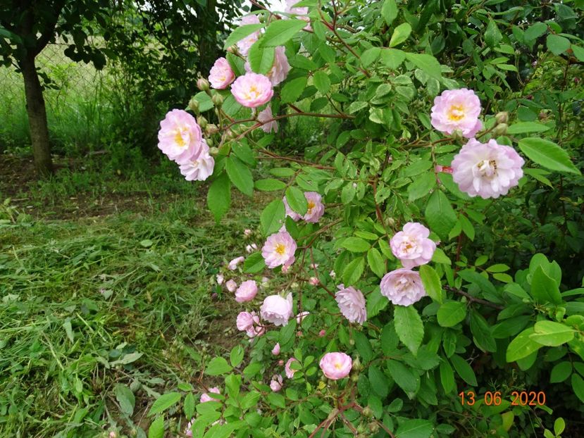 Guirlande Rose - Trandafiri 1