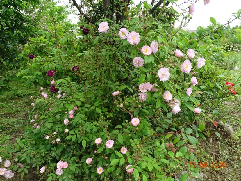 Guirlande Rose - Trandafiri 1