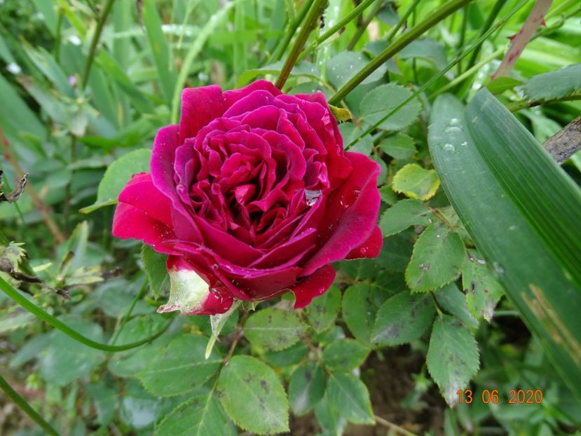 William Shakespeare - Trandafiri 1