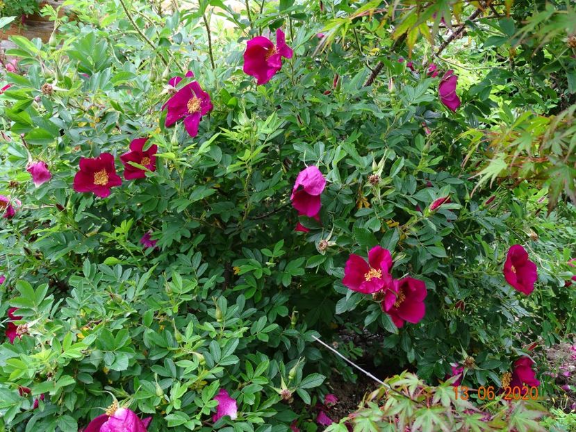 Ann Endt - Trandafiri 1