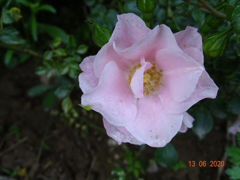 Rusticana - Trandafiri 1