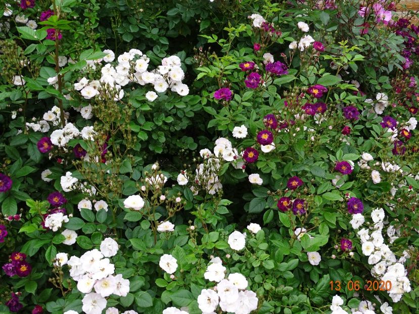 Perennial Blush, Violette - Trandafiri 1