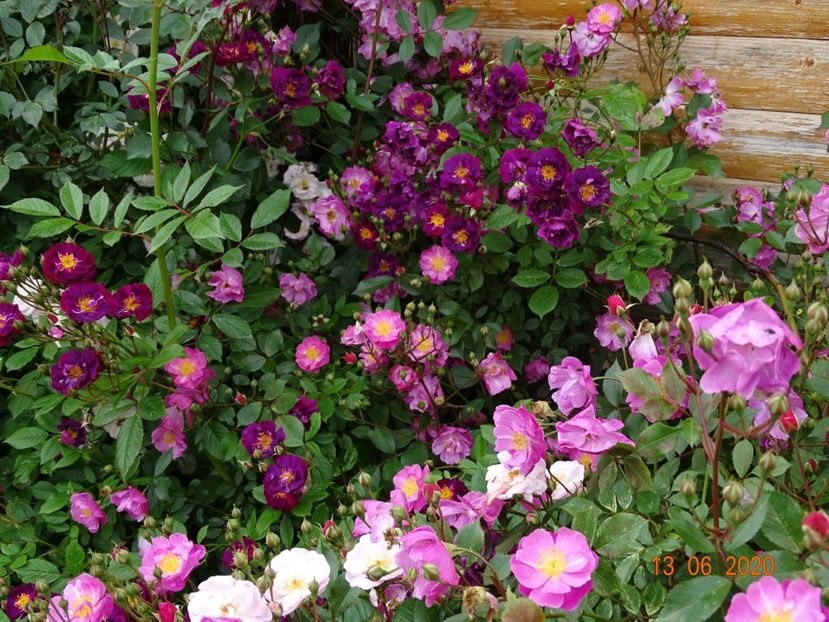 Violette, Lavender Dream - Trandafiri 1