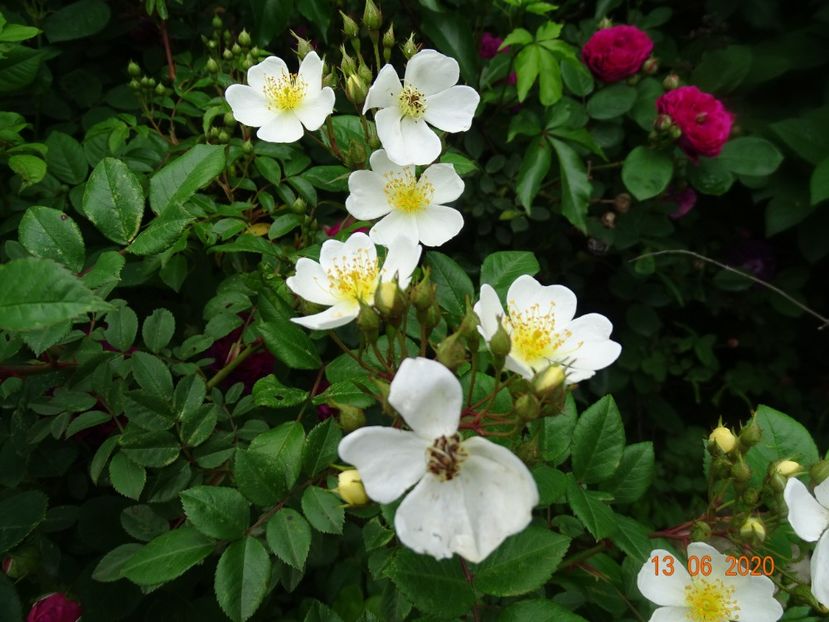 seedling - Trandafiri 1