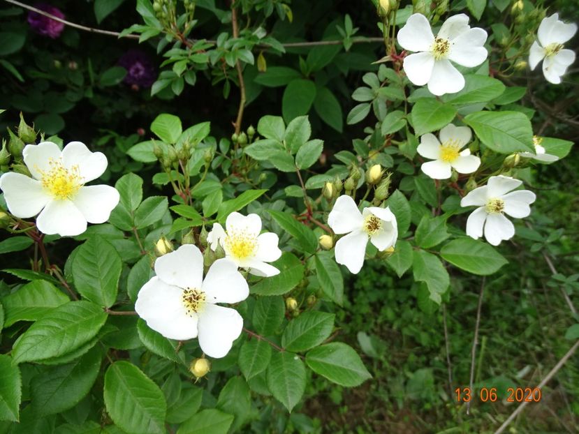 seedling - Trandafiri 1