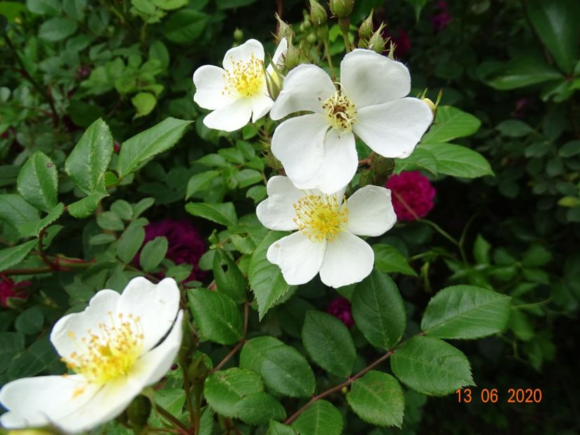 seedling - Trandafiri 1