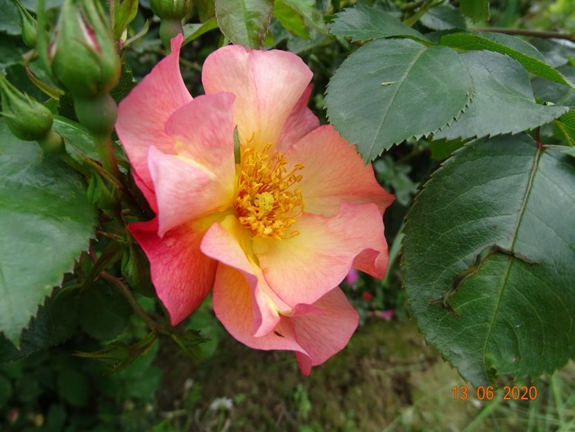 Pretty Sunrise - Trandafiri 1