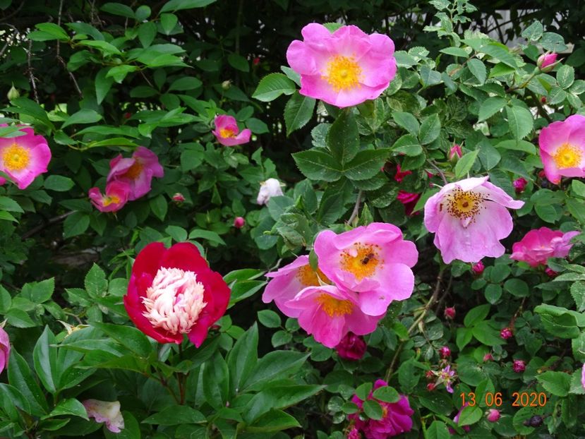 Complicata - Trandafiri 1