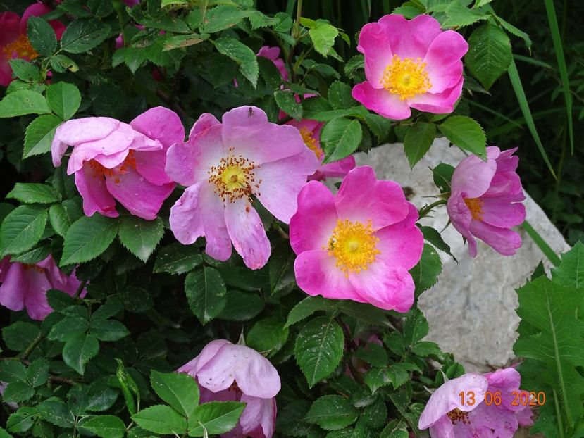 Complicata - Trandafiri 1