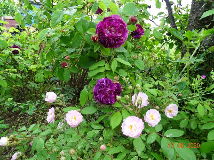 Orpheline de Juillet, Guirlande Rose - Trandafiri 1