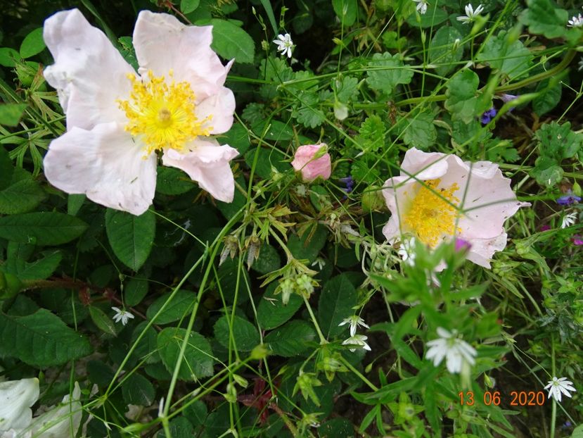 rosa sancta (rosa x richardii) - Trandafiri 1