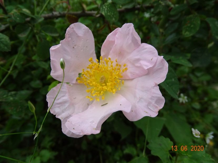 rosa sancta (rosa x richardii) - Trandafiri 1