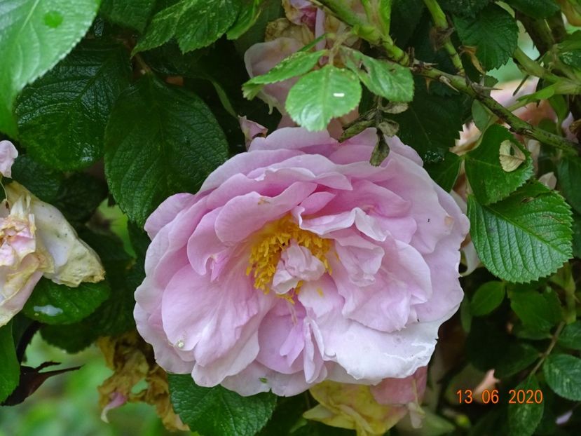 Sarah van Fleet - Trandafiri 1