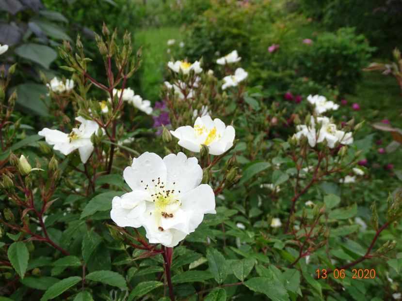 Darlow's Enigma - Trandafiri 1