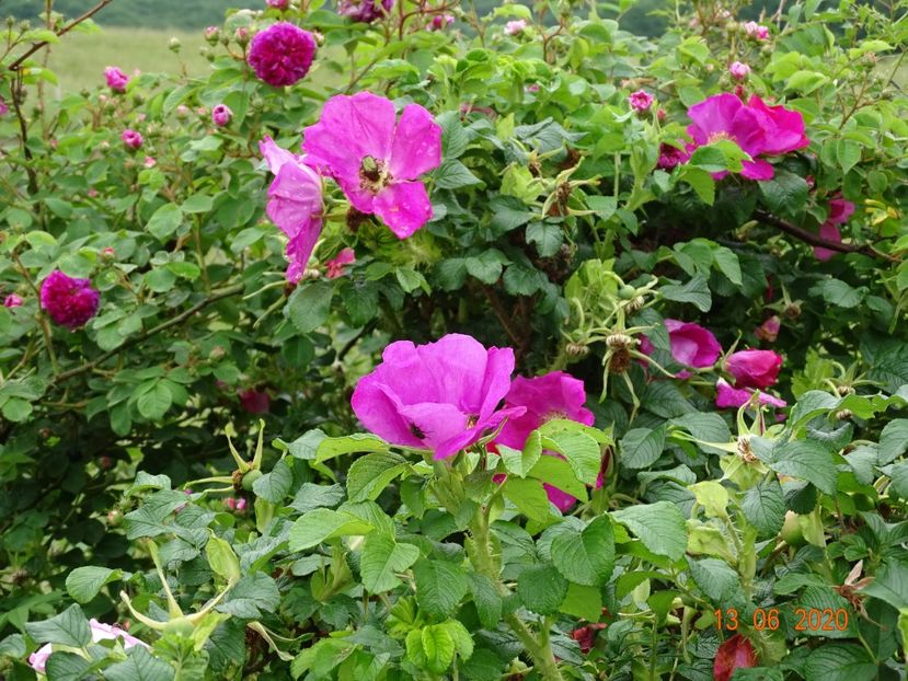 rosa rugosa - Trandafiri 1