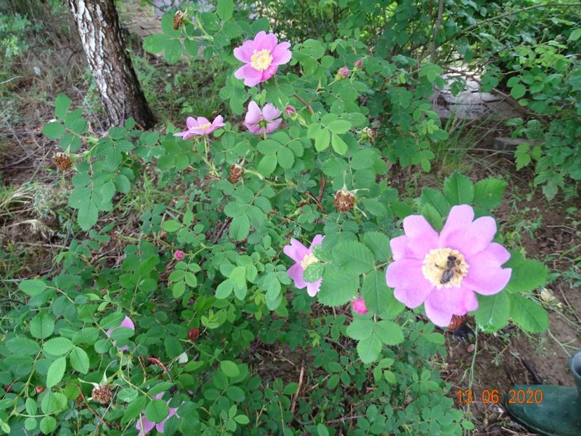 rosa californica - Trandafiri 2