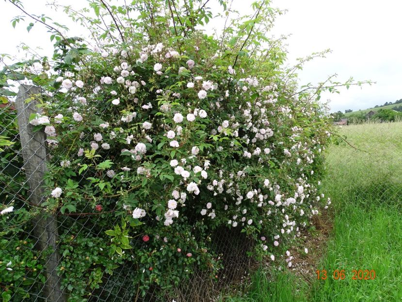 Paul's Himalayan Musk - Trandafiri 2