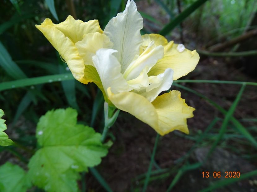 iris sibirica Summer Revels - Irisi si bujori 2020