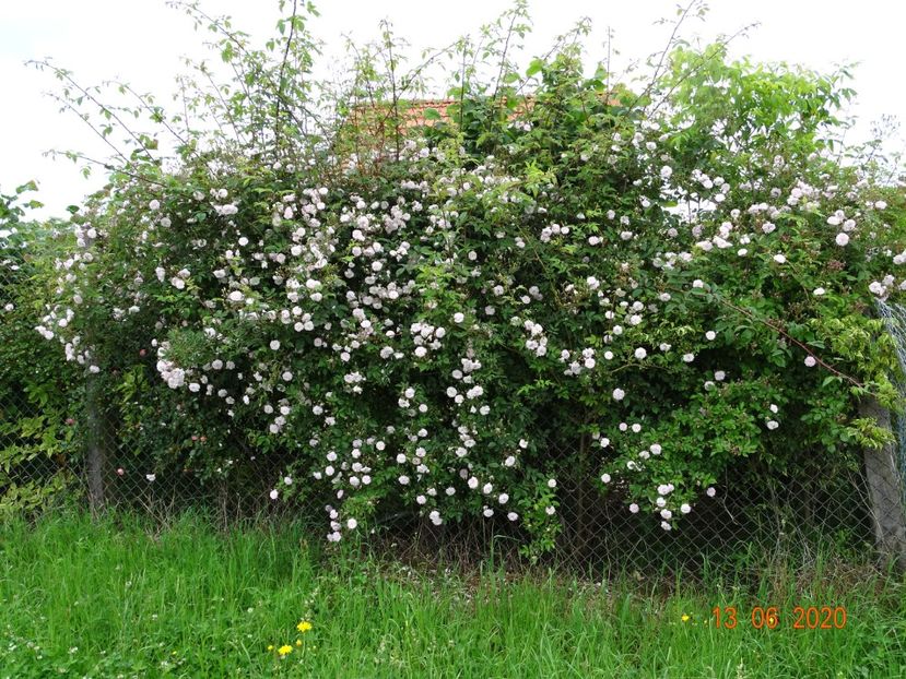 Paul's Himalayan Musk - Trandafiri 2