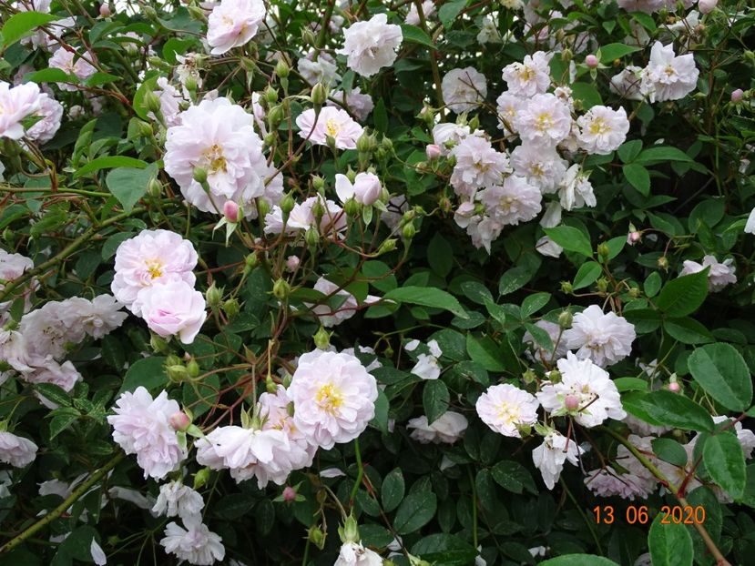 Paul's Himalayan Musk - Trandafiri 2