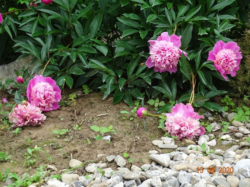 Mme. Furtado - Irisi si bujori 2020