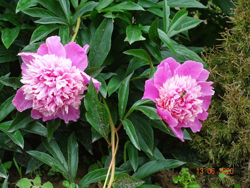 Mme. Furtado - Irisi si bujori 2020