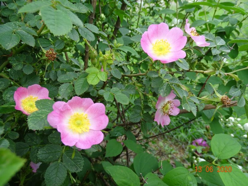 rosa rubiginosa - Trandafiri 2