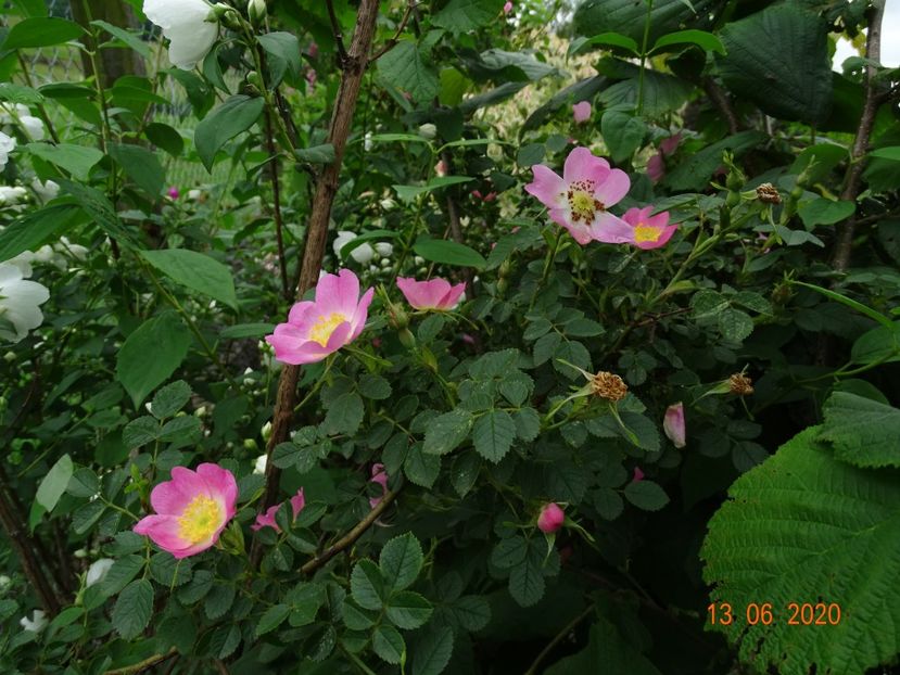 rosa rubiginosa - Trandafiri 2