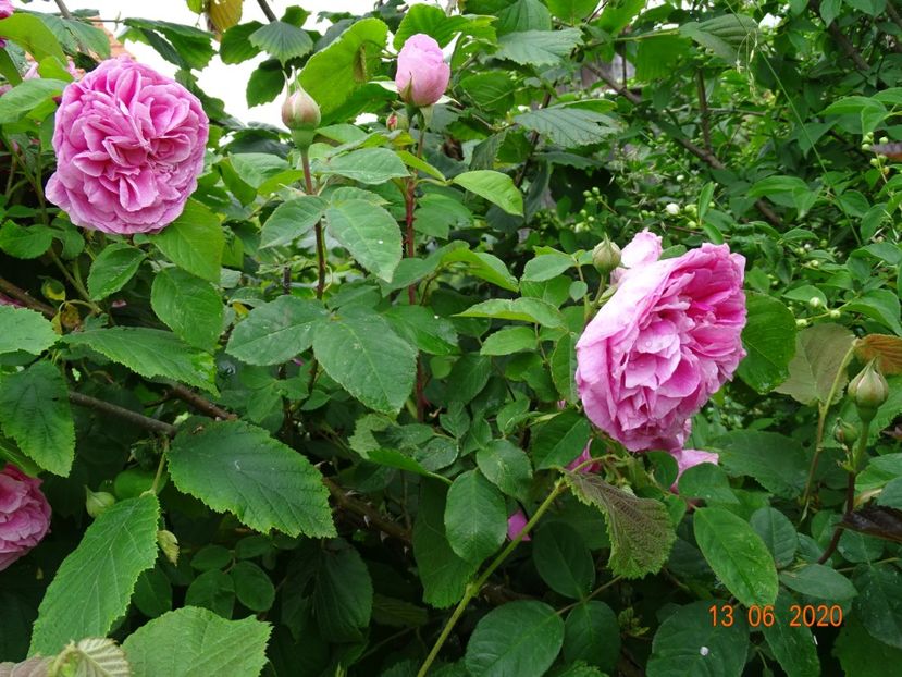 Gertrude Jekyll - Trandafiri 2