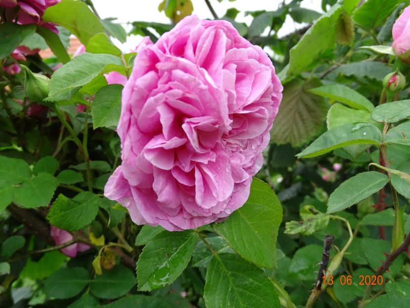 Gertrude Jekyll - Trandafiri 2