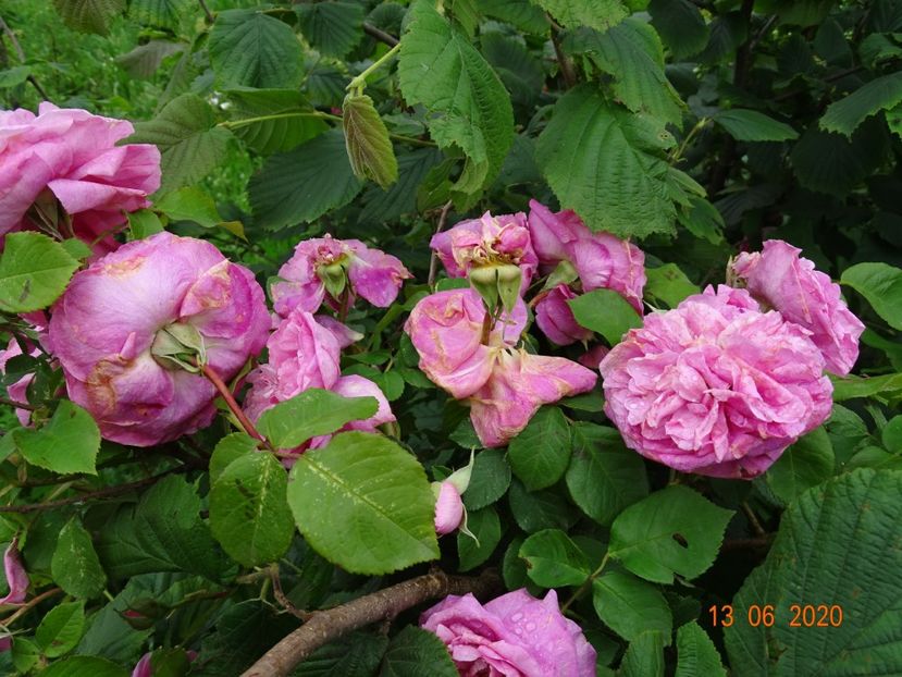 Gertrude Jekyll - Trandafiri 2