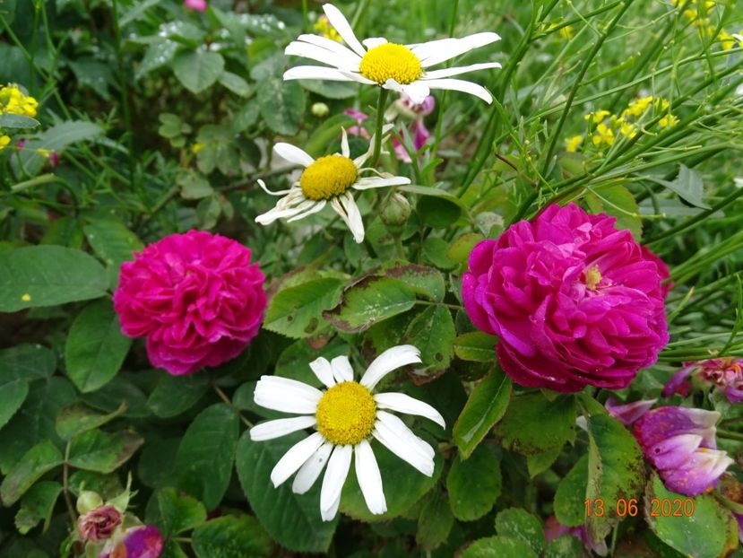 Rose de Rescht - Trandafiri 2