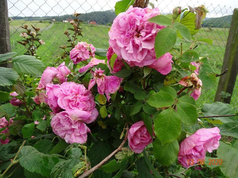Gertrude Jekyll - Trandafiri 2