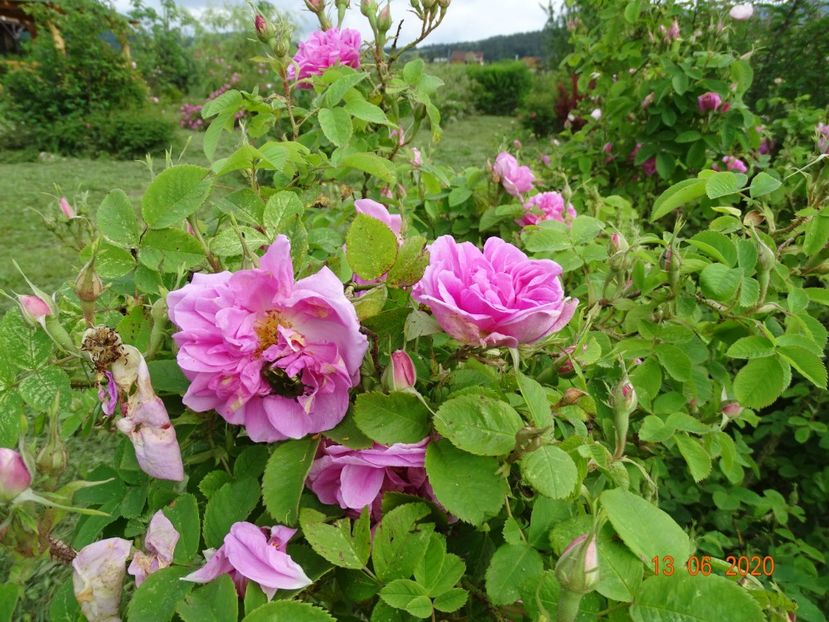 Autumn Damask - Trandafiri 2