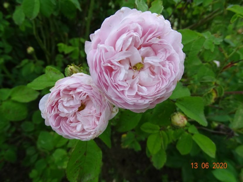Duchesse de Montebello - Trandafiri 2