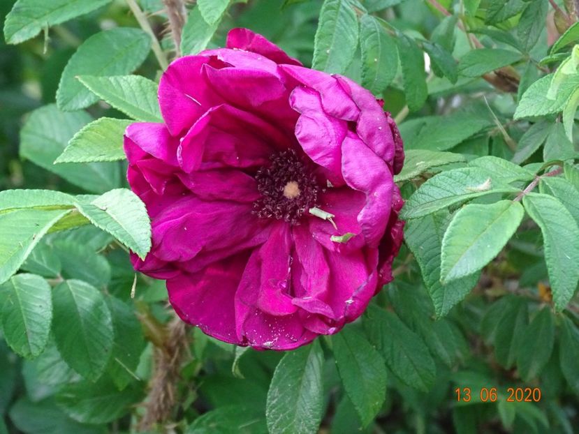 Rotes Phanomenon - Trandafiri 2