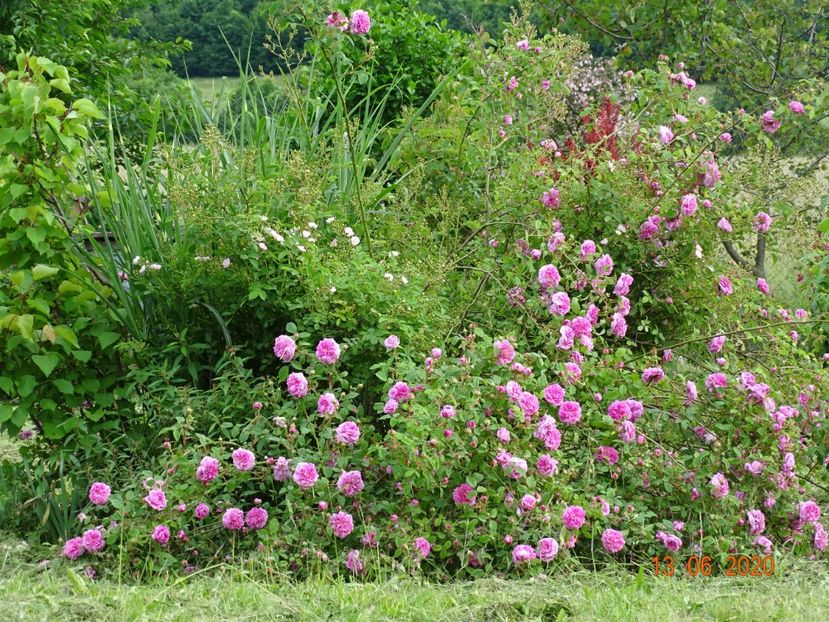 Pompon de Bourgogne - Trandafiri 2