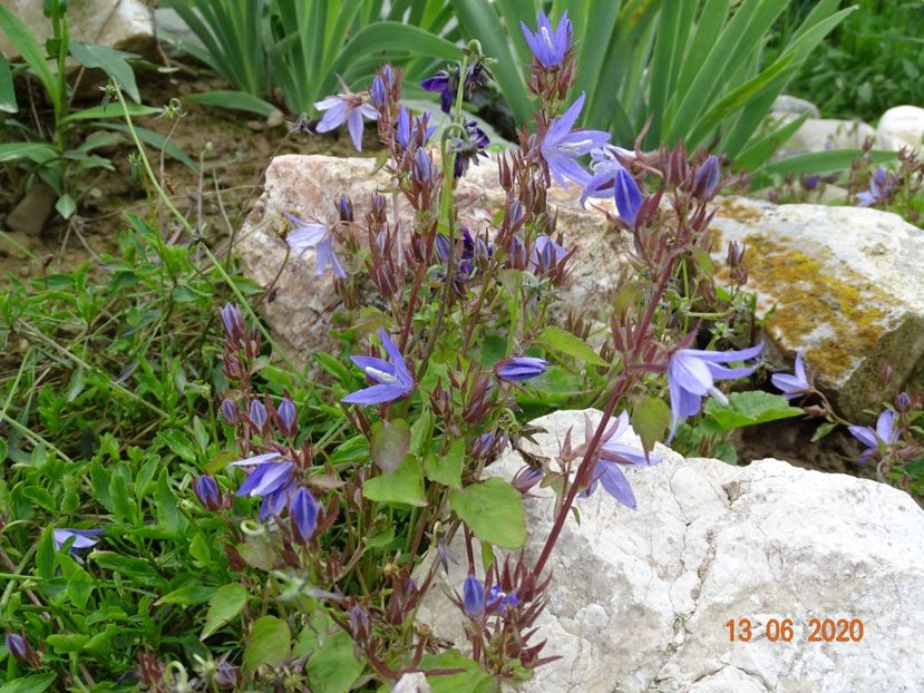 campanula portenschlagiana - Stancarie 2020 - inceputuri
