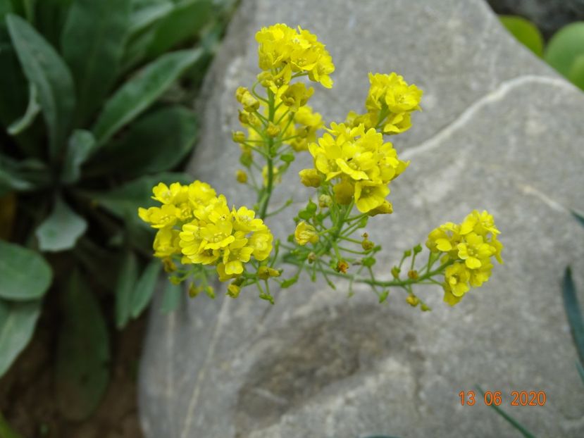 aurinia saxatilis - Stancarie 2020 - inceputuri