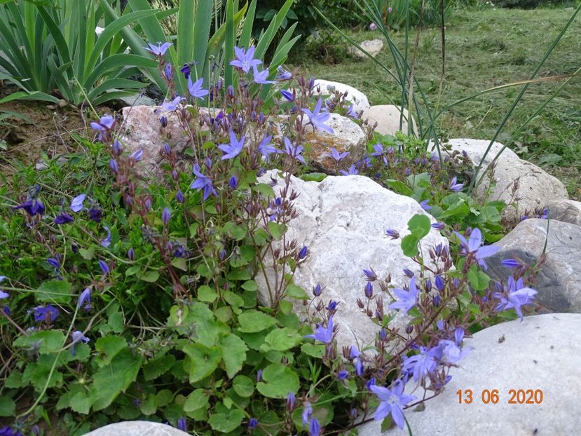 campanula portenschlagiana - Stancarie 2020 - inceputuri