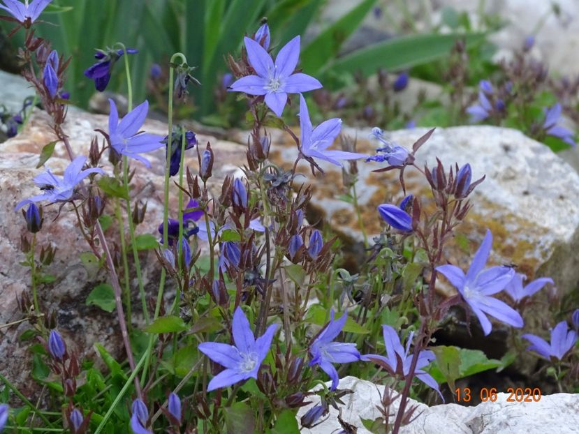 campanula portenschlagiana - Stancarie 2020 - inceputuri