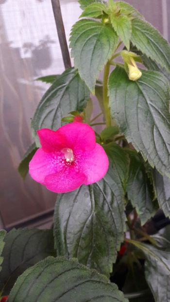  - BriDs Silvia Marinovici