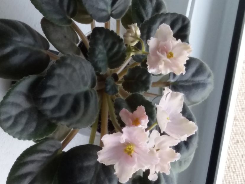  - ZZZPlayful Dreamer