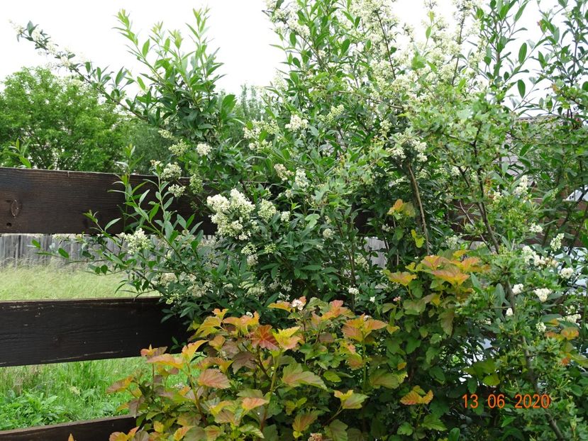 ligustrum vulgare si physocarpus Amber Jubilee - Dobarland 2020 4