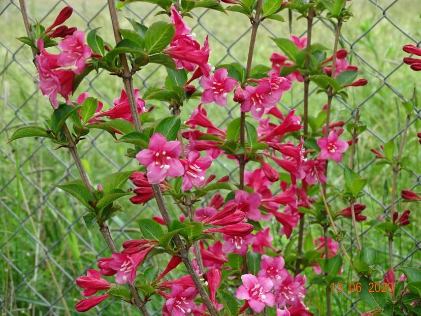 weigela Eva Ratke - Dobarland 2020 4