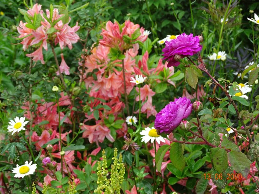 azalea Chanel si Velours Pourpre - Dobarland 2020 4